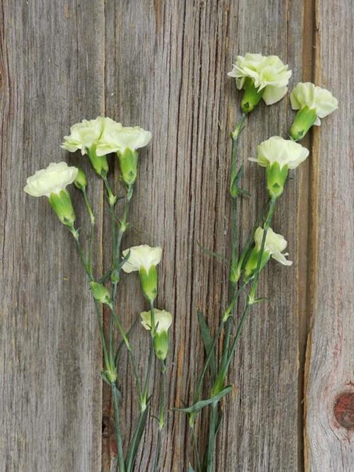 GREEN MINI CARNATIONS